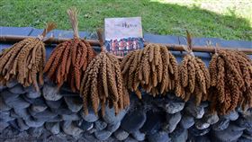 桃源部落55名族人寫下種小米的故事台東林管處和台東縣延平鄉桃源部落合作，從青少年到耆老55名部落族人寫下自己種小米的故事，匯集成新書「台東桃源部落：pasikau種是為了你」。中央社記者盧太城台東攝  109年9月1日