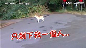 遭特斯拉女棄養！老狗原地苦等到天黑