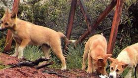 「狗界歌神」滅絕半世紀！遠征隊發現野生唱犬　叫聲超特殊▲。（圖／翻攝自New Guinea Highland Wild Dog Foundation臉書）