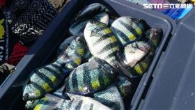 旅遊尋味／東北角漁村隱藏版美味　想吃厚殼魚自己動手釣（圖／新北市農業局）