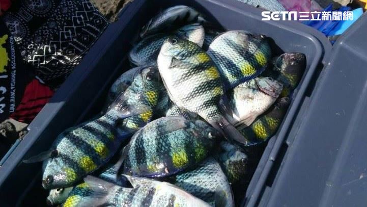 東北角漁村隱藏美味　吃厚殼魚自己釣