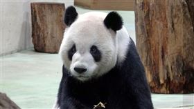 圓寶,動物園,貓熊,(台北市立動物園提供)