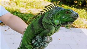 金門金湖營區附近發現綠鬣蜥（1）金門縣政府1日表示，有民眾在金湖營區附近發現一隻綠鬣蜥，疑為為人為飼養寵物逃逸個體。由於目前飼養綠鬣蜥等需在11月底前向地方政府登記才能繼續飼養，縣府呼籲失主可與建設處洽詢。（金門縣政府提供）中央社記者黃慧敏傳真　109年9月1日