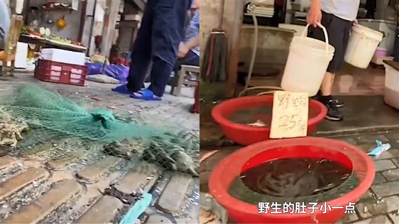 武漢市場賣野生青蛙　全球震驚怒譙