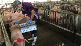 台南加強畜牧場豬隻抽驗台南市政府農業局動保處加強畜牧場豬隻抽驗，1日會同中央畜產會動物用藥稽查小組，前往善化肉品市場抽驗豬隻受體素殘留情形。（台南市農業局提供）中央社記者楊思瑞台南傳真　109年9月2日