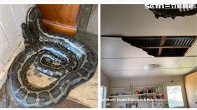 嚇！天花板破大洞…2巨蟒交纏從天降（圖／翻攝Brisbane North Snake Catchers）
