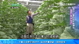 大數據進駐農業　他種出高甜度哈密瓜