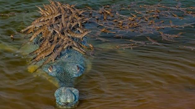野生動物攝影大賞　鱷魚媽與上百寶寶