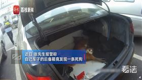 中國,江蘇,狗,狗屍,車廂,清潔員（圖／翻攝自荔枝視頻）