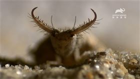 最新影集《小不點大神通：昆蟲》。（圖／動物星球頻道提供）