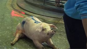 活體豬（台灣動物社會研究會提供，除非必要避免使用）