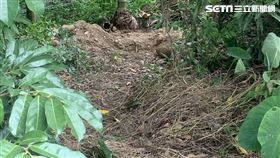 南投4歲女童命案埋屍／翻攝畫面