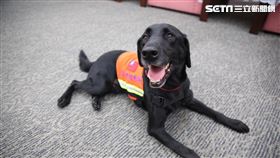 台北市消防局搜救犬ZEUS滿8歲後強制退休。（圖／翻攝畫面）