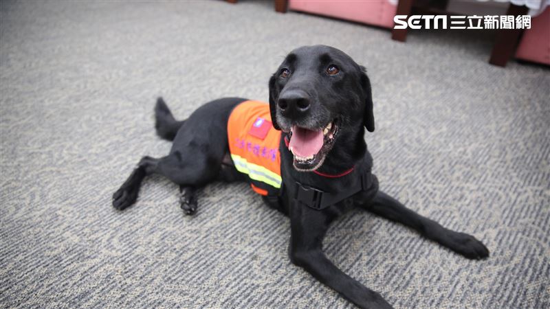 參與兩大地震搜救　北市搜救犬今榮退