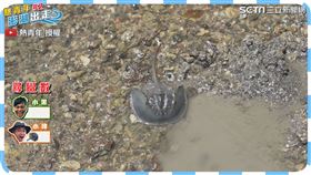 ▲小偉和小黑到澎湖找尋活化石「鱟(ㄏㄡˋ)」。（圖／熱青年 授權）