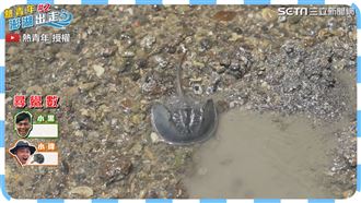 澎湖尋找活化石　專家嘆：越來越少了