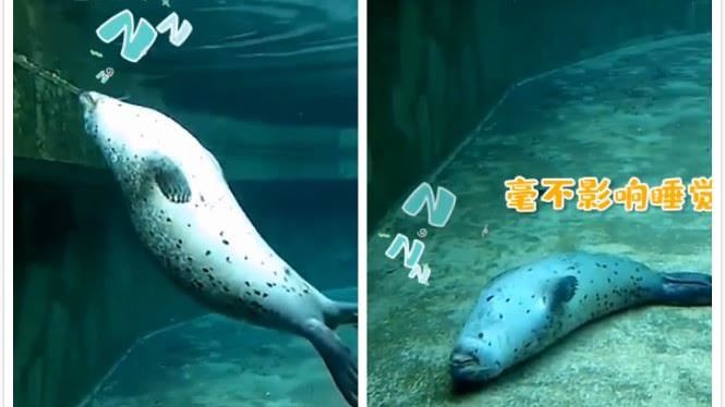 海豹怎麼睡覺？療癒過程曝：像鍋貼
