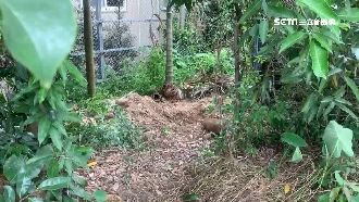 南投女童遭虐死埋屍　冥誕日警抓3嫌