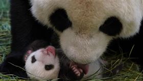 大貓熊,圓圓,圓寶
圖/北市動物園提供