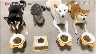 3柴1貓朝夕相處　貓咪無違和被同化