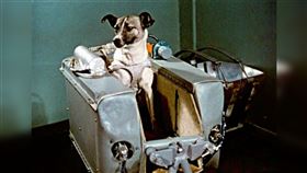 萊卡Laika 太空犬