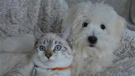 貓,狗,寵物（示意圖／翻攝自pixabay）