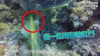 海龜「便」出塑膠袋　更驚見芭比頭髮