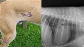 狗狗全身共卡了60顆彈丸。（圖／翻攝自北拉奈克郡動物醫院） 