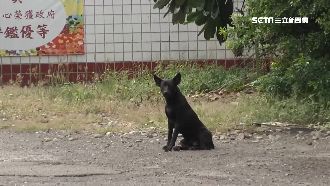 野狗群衝撞騎士　民怨1個月已4起