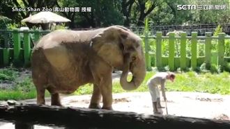 見爸爸狂撒嬌　40年人象情感動萬人