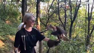 萬元猛禽當寵物　網紅訓鷹過程曝光！