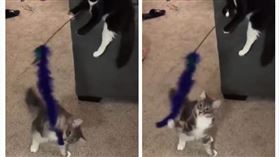 貓咪幫貓咪玩逗貓棒（圖／翻攝自@PenelopeRuzy 推特）