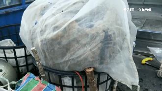 虎頭蜂窩如巨無霸飛碟　住戶求助專家