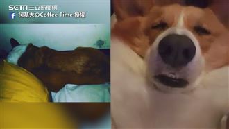 半夜被怪聲吵醒　照燈見一坨打呼毛團