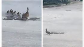 鴨,寶寶,跌落,水溝蓋,救援（圖／翻攝自Toyakoi Jay YouTube）