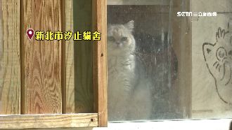 愛貓女打工遇慣老闆　耍賴欠薪2個月