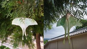 山上拜拜驚見「風箏卡樹上」　行家一看嗨揭本尊身分（圖／翻攝自爆廢公社）