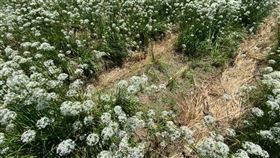 韭菜花,踐踏,九月雪,鄭文燦(翻攝自 鄭文燦 臉書)