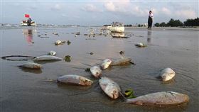 飄出大量死魚！中國沿岸驚見恐怖「異相」…魚屍綿延4公里（圖／翻攝自南國早報）