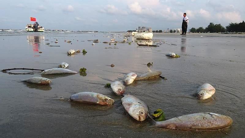 中國沿岸現異相！海灘死魚綿延4公里