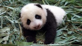 圓寶,貓熊,睜眼
