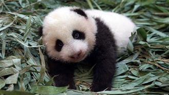 確認過眼神！「圓寶」對光變化有反應