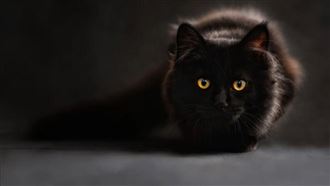 黑貓雙眼掛空中　網嚇傻：太像影子