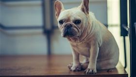 台北,五金行,法鬥,非法養殖,稽查員,妨害公務,侮辱執行公務人員