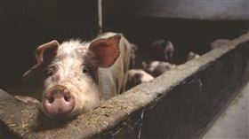 （圖／Pexels）豬,豬圈,農村,養豬