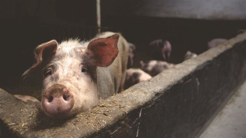 國內禁用瘦肉精　違者最高罰250萬