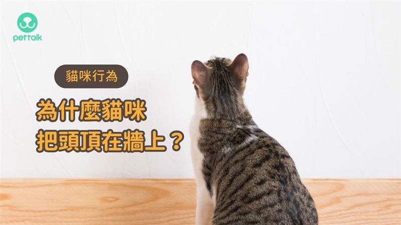 貓頭頂著牆壁不動可能是神經系統受損