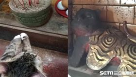 小貓大病初癒拜虎爺公求平安／臺中復興宮授權提供