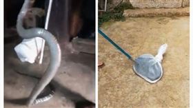 中國,雲南,村莊,蛇（圖／翻攝自梨視頻）