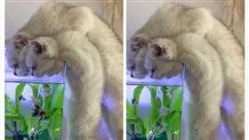 寵物,貓咪,魚,魚缸,鮮魚湯（圖／翻攝自喵星人不喵微博）